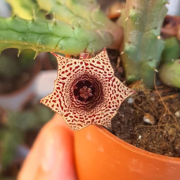 HUERNIA REPENS, image _ab__is.image_number.default