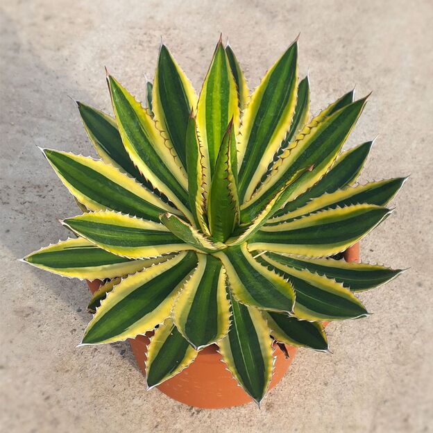 AGAVE-UNIVITTATA VAR. LOPHANTHA F. QUADRICOLOR, image 