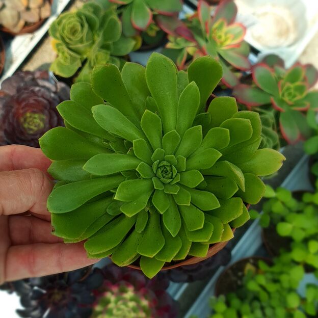 AEONIUM CUPCAKE, image 