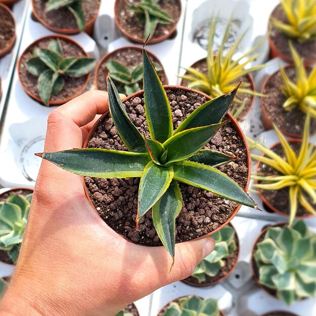 AGAVE SUN GLOW VARIEGATA, image _ab__is.image_number.default