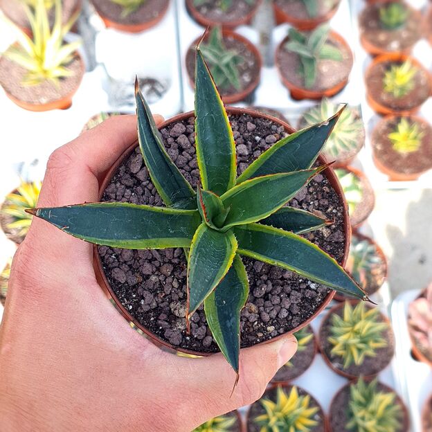 AGAVE SUN GLOW VARIEGATA, image _ab__is.image_number.default