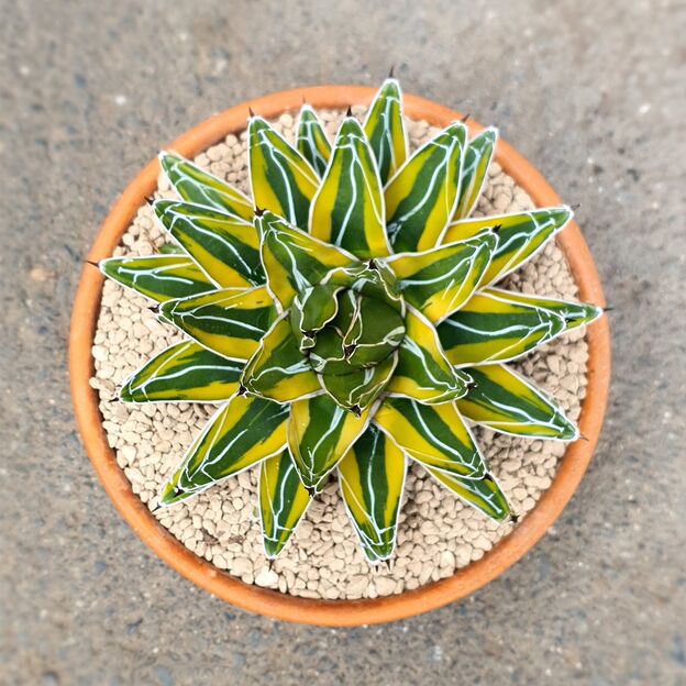 AGAVE VICTORIAE-REGINAE F. MARGINATA AUREA, image _ab__is.image_number.default