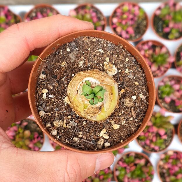 ALBUCA CONCORDIANA, image 