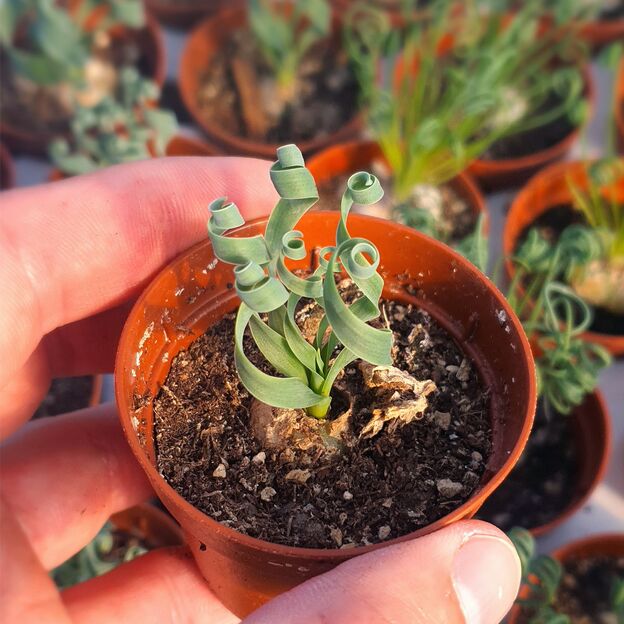 ALBUCA CONCORDIANA, image , 2 image