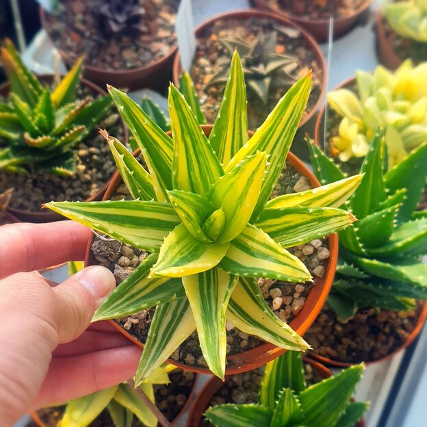 ALOE MITRIFORMIS VARIEGATA, image 