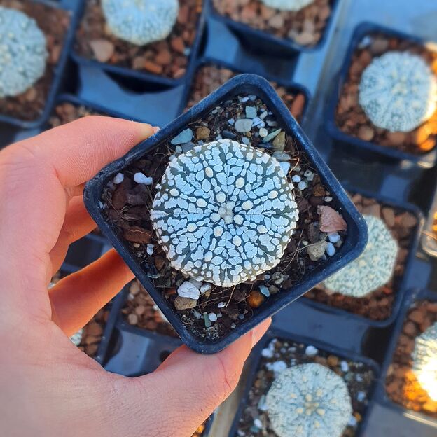 ASTROPHYTUM ASTERIAS CV. SUPERKABUTO (CITES APPENDIX I), image _ab__is.image_number.default