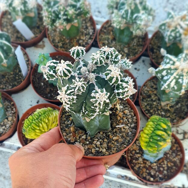 ASTROPHYTUM MYRIOSTIGMA CV. HAKUUN FUKURYU, image 