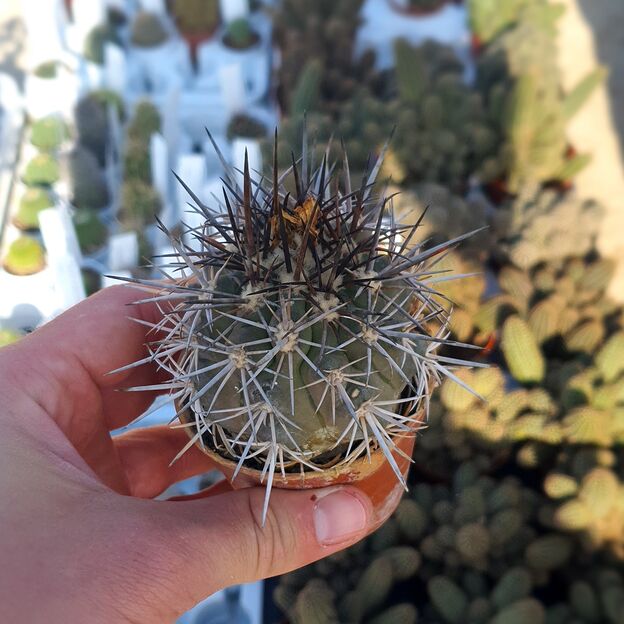 COPIAPOA MEGARHIZA, image 