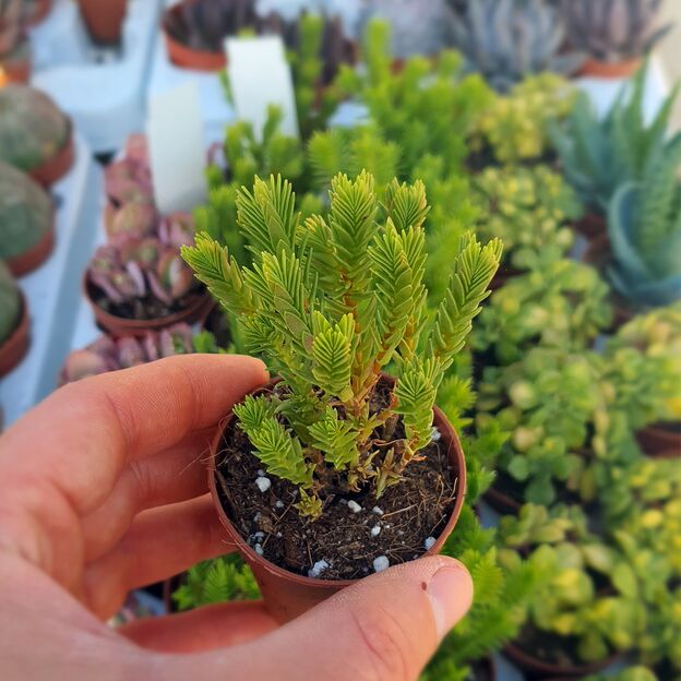 CRASSULA LYCOPODIOIDES HYBRID, image 