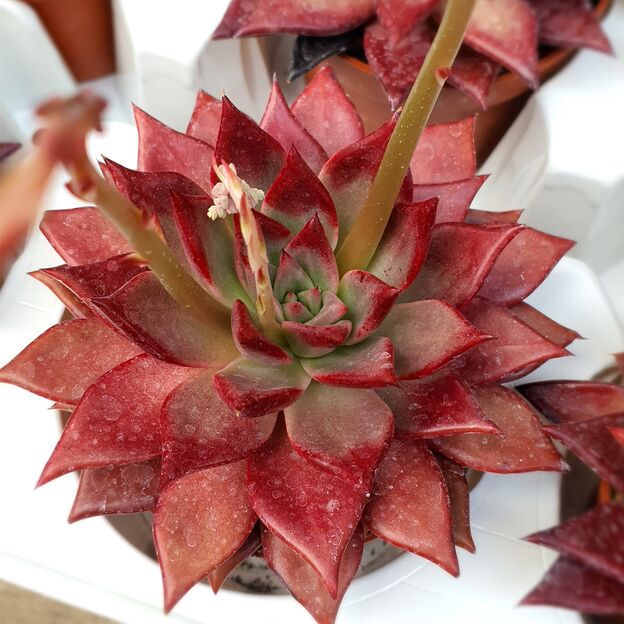 ECHEVERIA ATLAS, image 