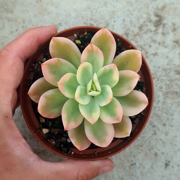 ECHEVERIA LEMON LIME VARIEGATA, image 