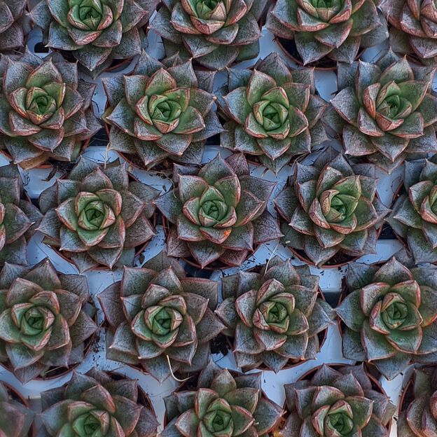 ECHEVERIA PURPUSORUM, image _ab__is.image_number.default