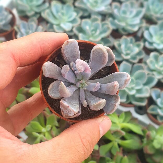 GRAPTOVERIA TOPSY DEBBIE, image 