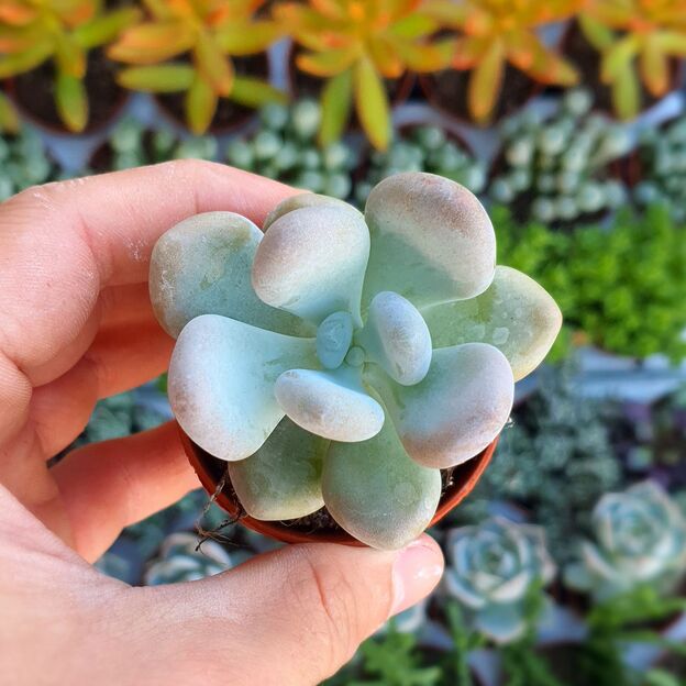 PACHYPHYTUM OVIFERUM, image 