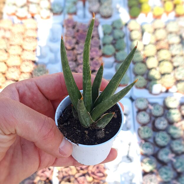 SANSEVIERIA FRANCISII, image 