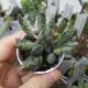 ADROMISCHUS FESTIVUS, image 