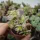 APTENIA CORDIFOLIA VARIEGATA, image 