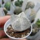 ASTROPHYTUM MYRIOSTIGMA QUADRICOSTATUM CV. ONZUKA, image 