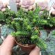 CRASSULA LYCOPODIOIDES, image 