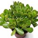 CRASSULA PORTULACEA, image 