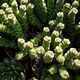 CRASSULA RUPESTRIS HOTTENTOT, image 