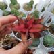 CRYPTANTHUS RED STAR, image 