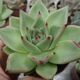 ECHEVERIA AGAVOIDES V. CORDEROYI, image 