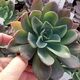 ECHEVERIA BLUE PRINCE, image 