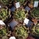 ECHEVERIA BROWN ROSE, image 