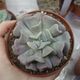 ECHEVERIA CUBIC FROST, image 