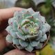 ECHEVERIA DERENBERGII CAPTAIN HAY, image 