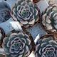 ECHEVERIA HERCULES, image 