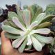 ECHEVERIA HOVEYI VARIEGATA, image 