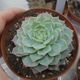 ECHEVERIA KIROV, image 