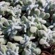 ECHEVERIA PULVINATA FROSTY CRESTATA, image 