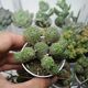 EUPHORBIA DAISYMONTANA OBESA X TUBIGLANS, image 