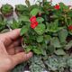 EUPHORBIA MILII RED, image 