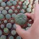 EUPHORBIA OBESA, image 