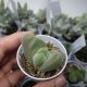 GIBBAEUM DISPAR, image 