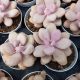 GRAPTOPETALUM AMETHYSTINUM, image 