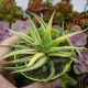 HAWORTHIA ATTENUATA VARIEGATA, image 