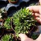 HAWORTHIA FASCIATA HYBRID, image 