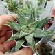 HAWORTHIA LIMIFOLIA SPIDER WHITE, image 