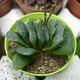 HAWORTHIA TRUNCATA X MAUGHANII, image 