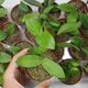 HOYA DENSIFOLIA DARK FLOWERS, image 