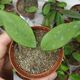 HOYA PUBICALYX HAWAIIAN PURPLE, image 