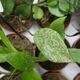 HOYA PUBICALYX SILVER SPLASH, image 