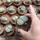 LITHOPS SP. (GIANT FORM), image 