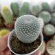 MAMMILLARIA PERBELLA, image 