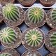 NOTOCACTUS WARASII, image 